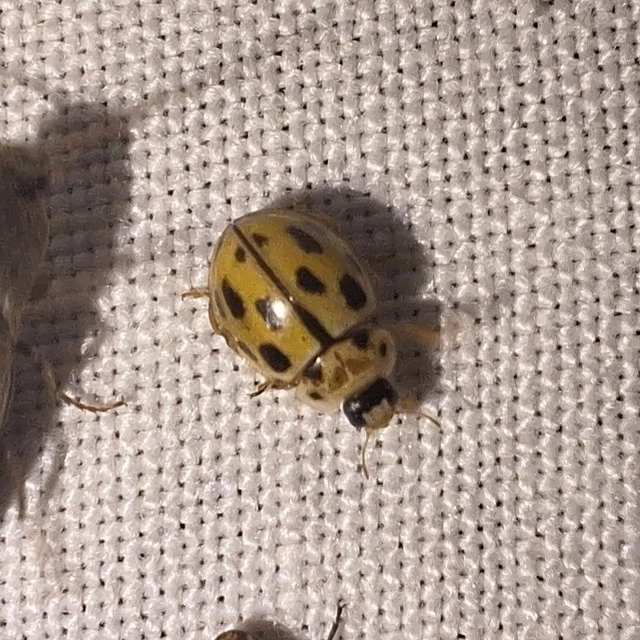 Propylea quatuordecimpunctata - tizennégypettyes füsskata