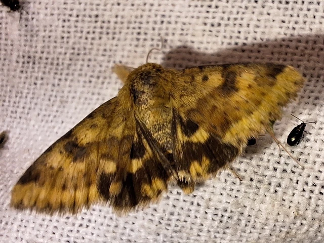 Heliothis
