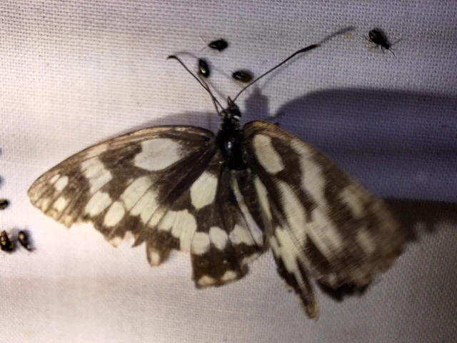 Melanargia galathea - sakktáblalepke