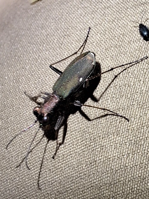 Cylindera germanica - parlagi homokfutrinka