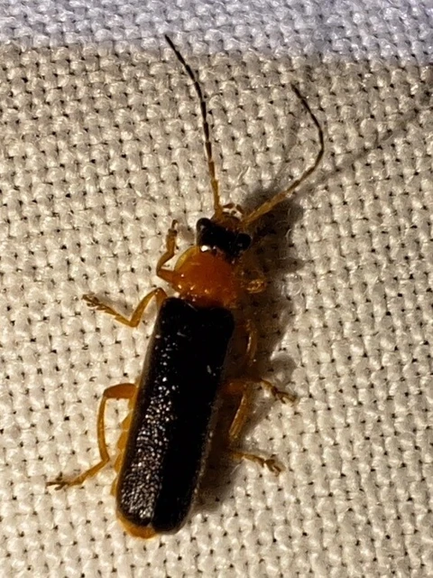 Cantharis nigra Cantharis nigra