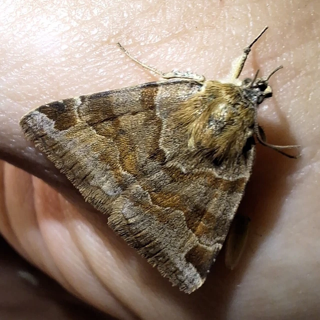 Euclidia glyphica - közönséges nappalibagoly