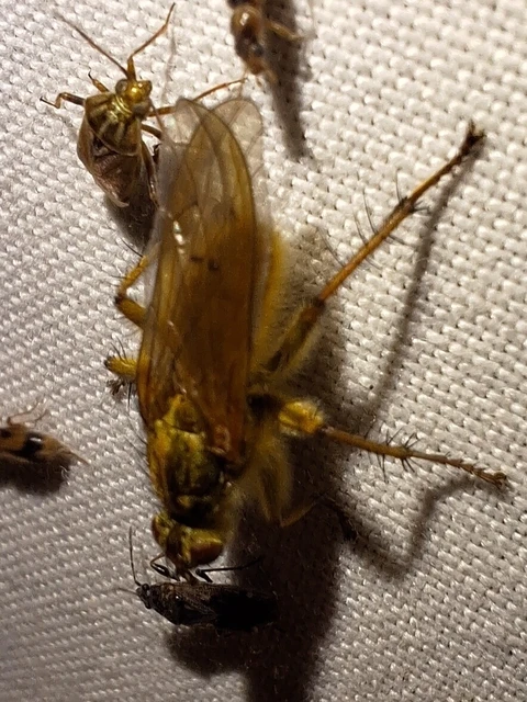 Diptera - Kétszárnyúak Diptera - Kétszárnyúak
