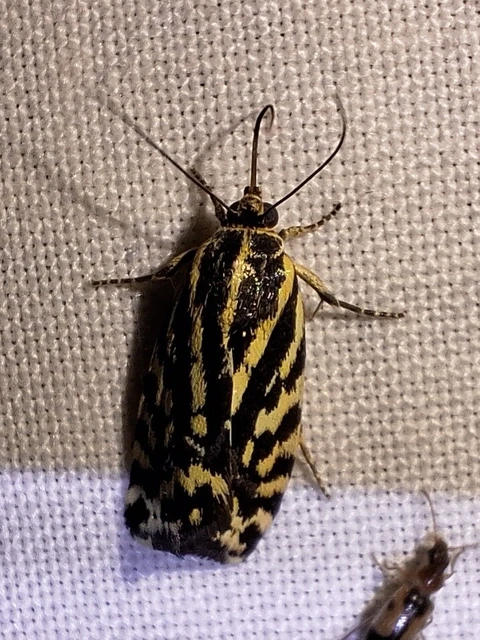 Emmelia trabealis - zebrabagoly