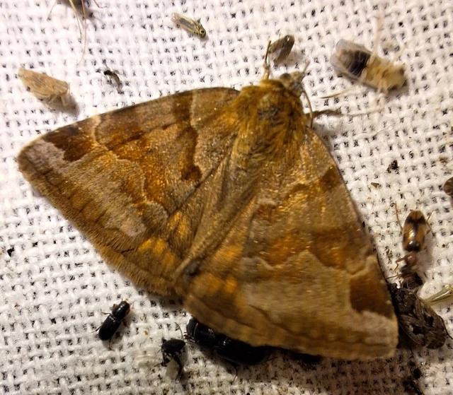 Euclidia glyphica - közönséges nappalibagoly