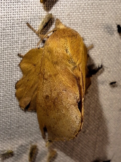 Phyllodesma tremulifolia - nyárlevélpohók