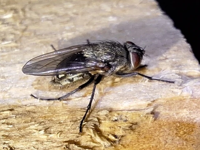 Diptera - Kétszárnyúak Diptera - Kétszárnyúak