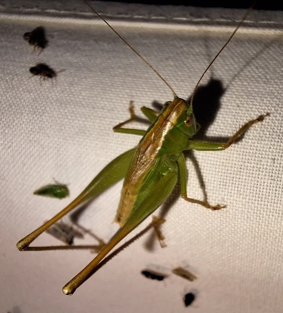 Orthoptera - Egyenesszárnyúak