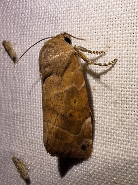 Cosmia affinis - barna lombbagoly
