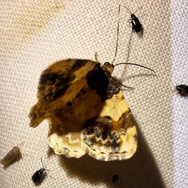 Ligdia adustata - barna levélaraszoló