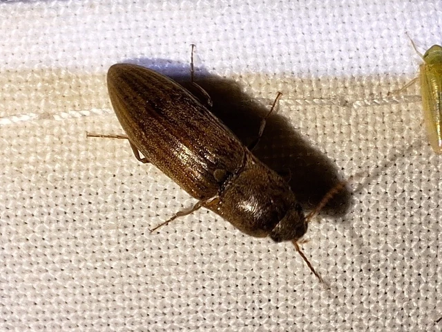 Agriotes