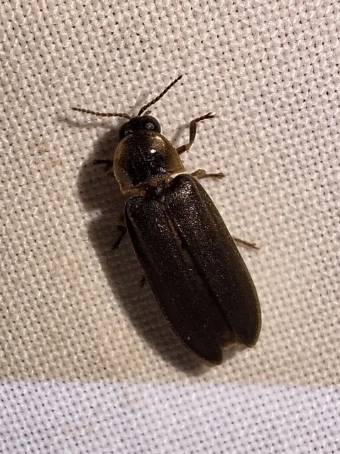 Lampyris noctiluca - nagy szentjánosbogár