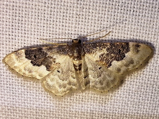 Idaea rusticata - tarka apróaraszoló