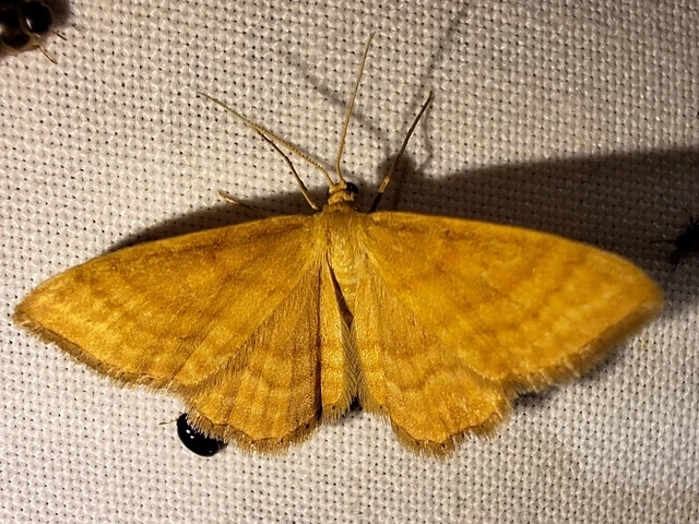 Idaea ochrata - okkerszínű sávosaraszoló