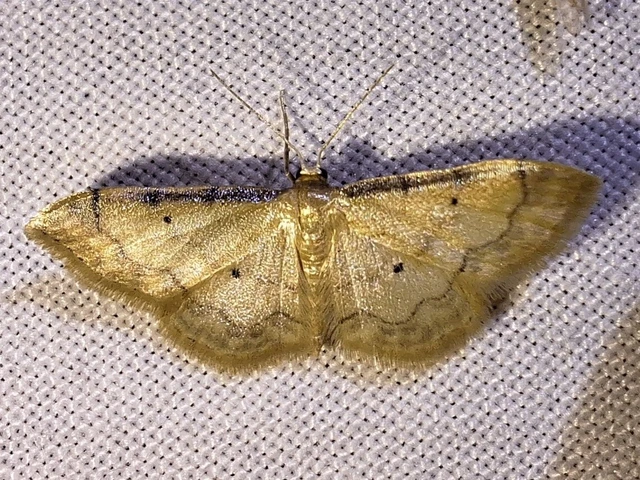 Idaea politaria - vonalas apróaraszoló
