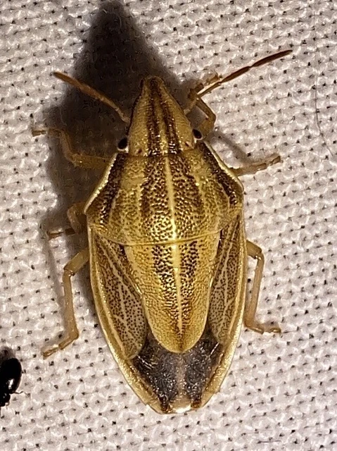 Aelia acuminata - közönséges szipolypoloska Aelia acuminata - közönséges szipolypoloska