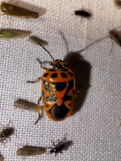 Eurydema ornata - díszespoloska Eurydema ornata - díszespoloska