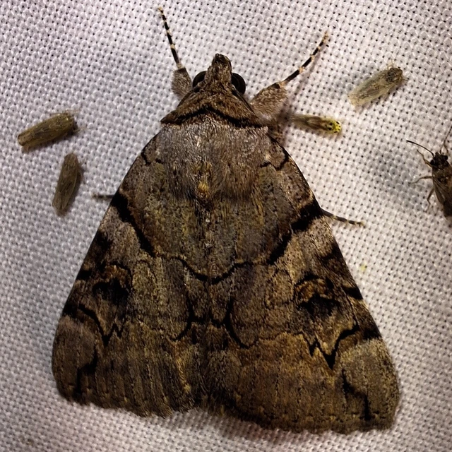 Catocala hymenaea - kökény-övesbagoly