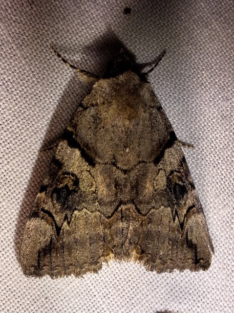 Catocala hymenaea - kökény-övesbagoly