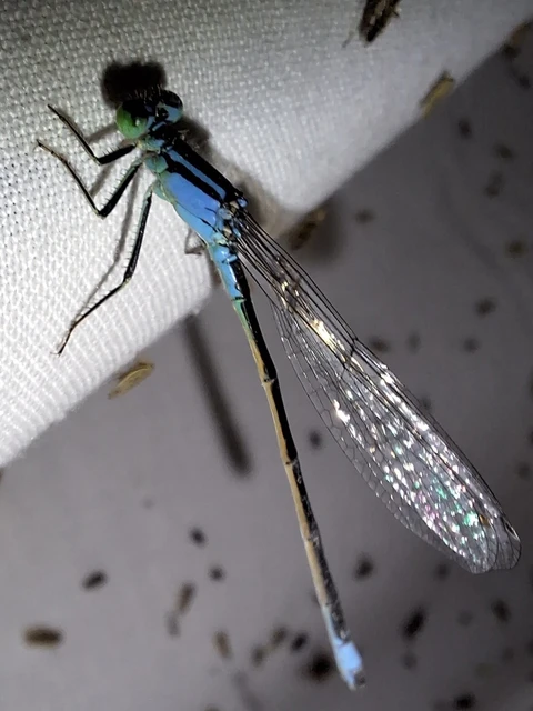 Ischnura elegans pontica - kéköves légivadász