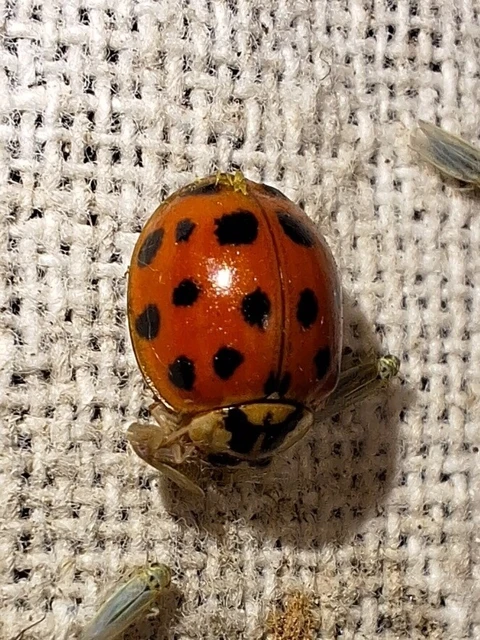 Harmonia axyridis - harlekinkatica