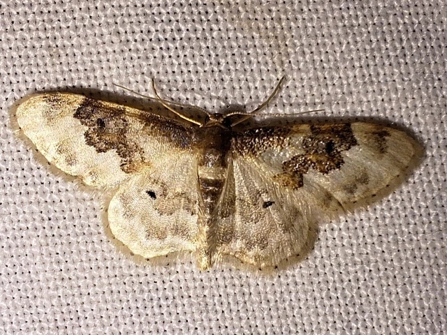 Idaea rusticata - tarka apróaraszoló