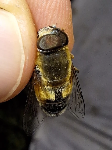 Diptera - Kétszárnyúak Diptera - Kétszárnyúak