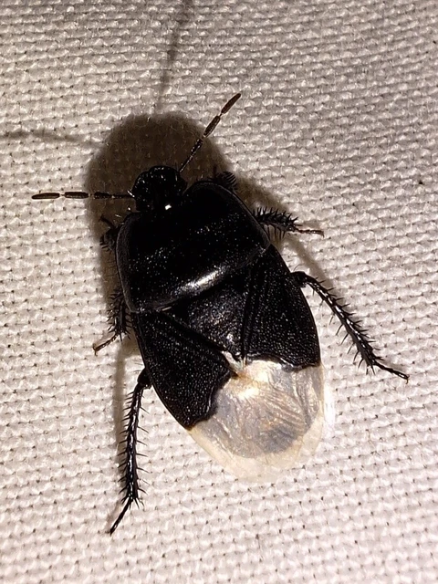 Cydnus aterrimus - nagy földipoloska