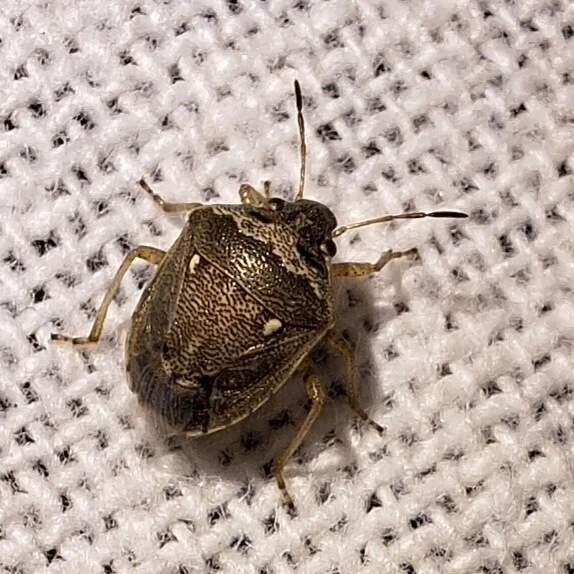 Eysarcoris ventralis - fakó feketefejű-poloska Eysarcoris ventralis - fakó feketefejű-poloska