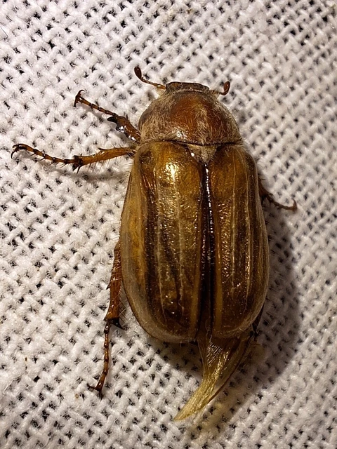 Amphimallon solstitiale - bordás sárgacserebogár