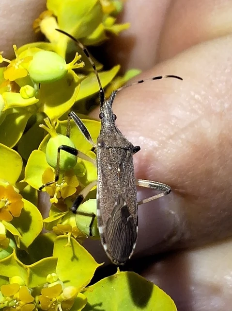Dicranocephalus