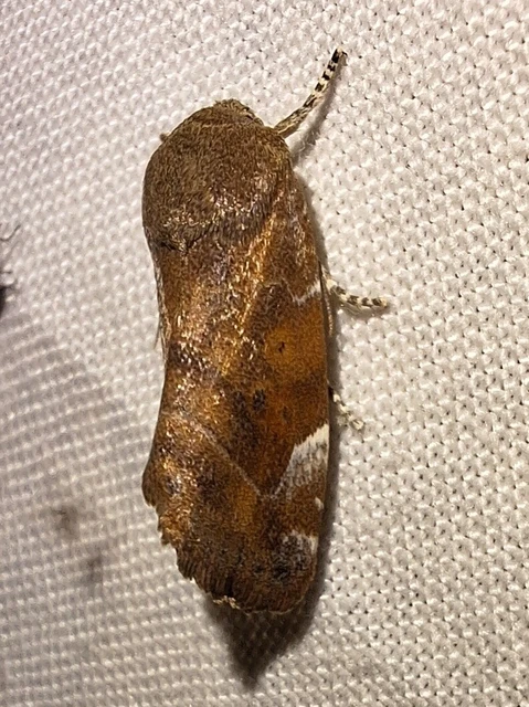Cosmia affinis - barna lombbagoly