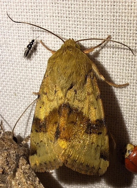 Heliothis viriplaca - mácsonyabagoly