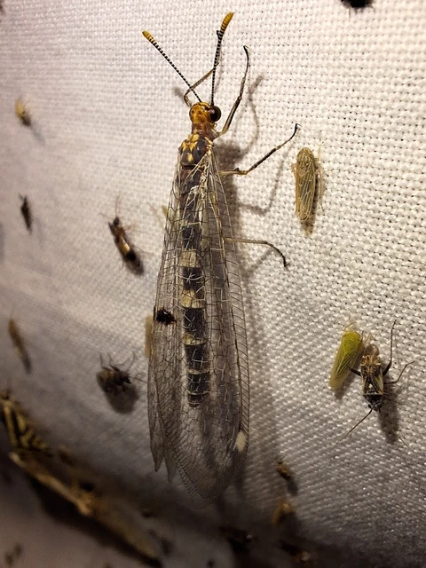 Megistopus flavicornis - kétfoltos hangyaleső