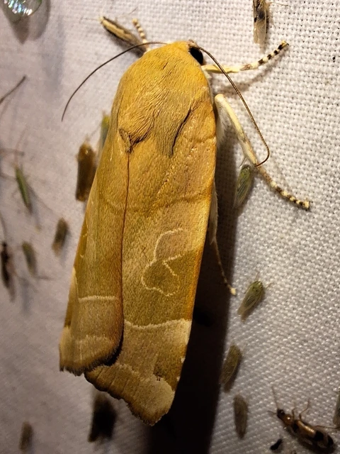 Noctua fimbriata - szélessávú sárgafűbagoly