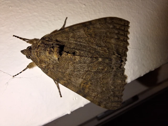 Catocala nupta - piros övesbagoly
