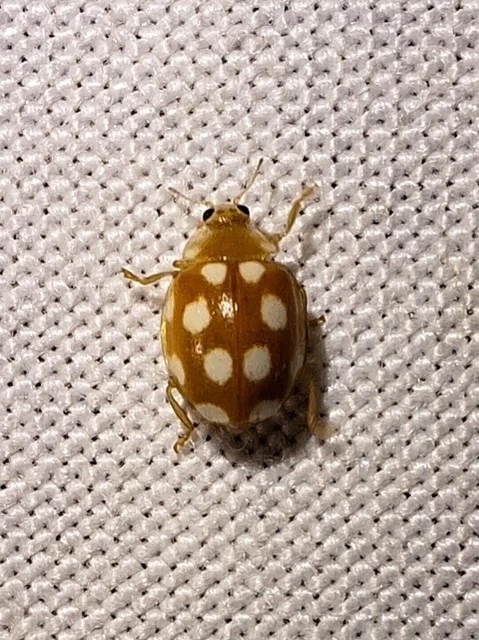 Vibidia duodecimguttata - tizenkétcseppes füsskata