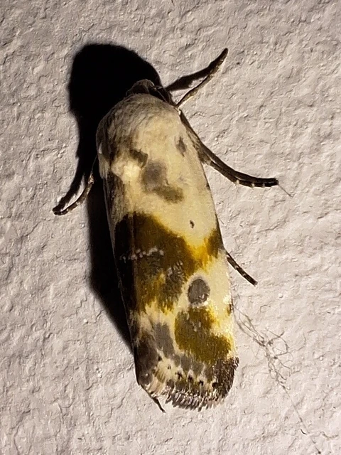 Ponometia candefacta - parlagfűbagoly