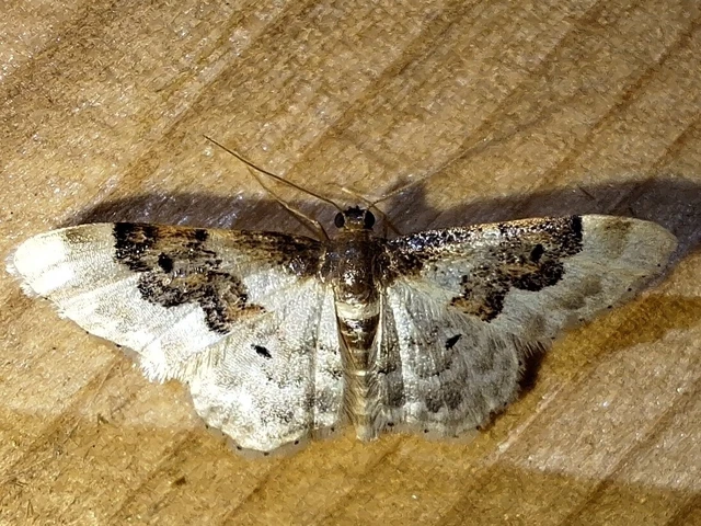 Idaea rusticata - tarka apróaraszoló