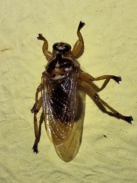 Diptera - Kétszárnyúak Diptera - Kétszárnyúak