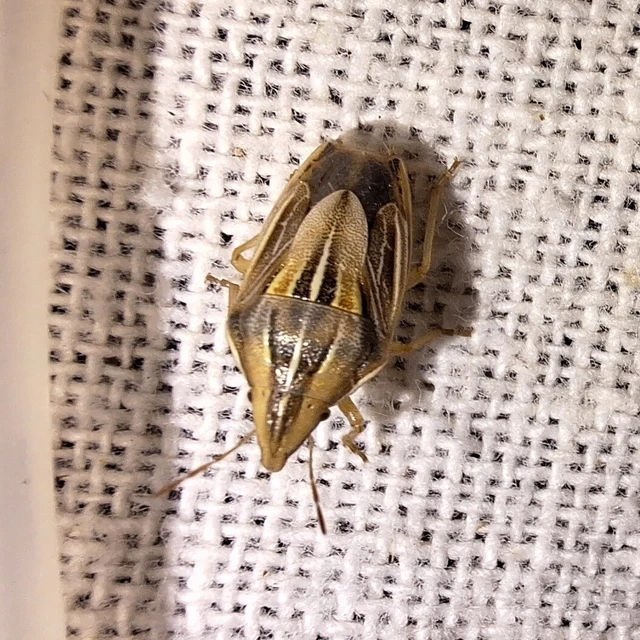 Aelia rostrata - csőrös szipolypoloska Aelia rostrata - csőrös szipolypoloska
