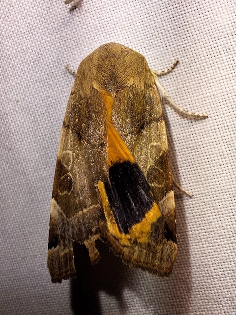 Noctua fimbriata - szélessávú sárgafűbagoly