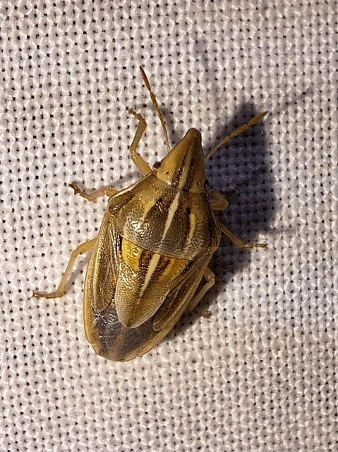 Aelia rostrata - csőrös szipolypoloska Aelia rostrata - csőrös szipolypoloska