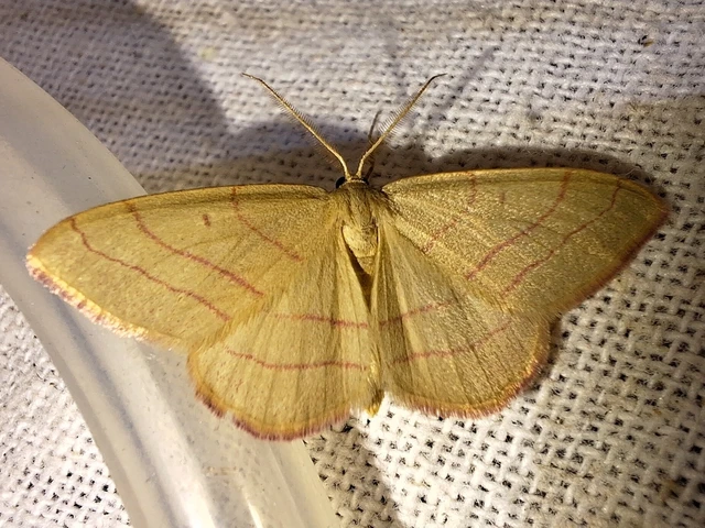 Rhodostrophia vibicaria - pirosszélű araszoló