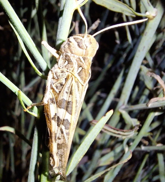 Orthoptera - Egyenesszárnyúak