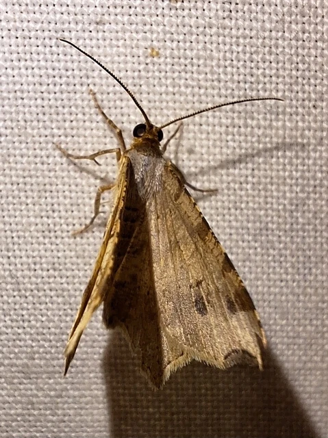 Macaria alternata - közönséges szürkearaszoló