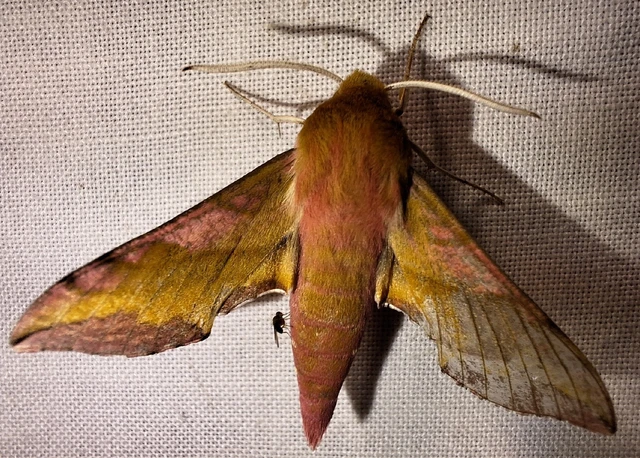 Deilephila porcellus - piros szender