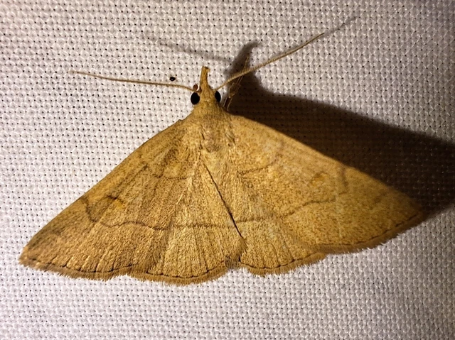Paracolax tristalis - sárgás karcsúbagoly
