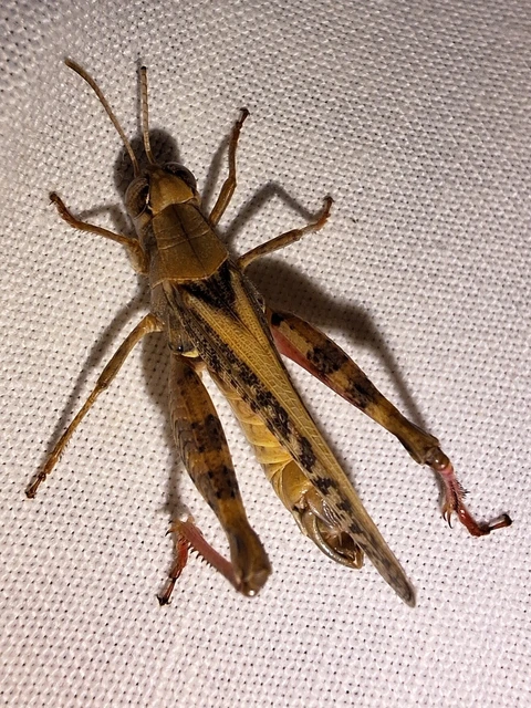 Orthoptera - Egyenesszárnyúak