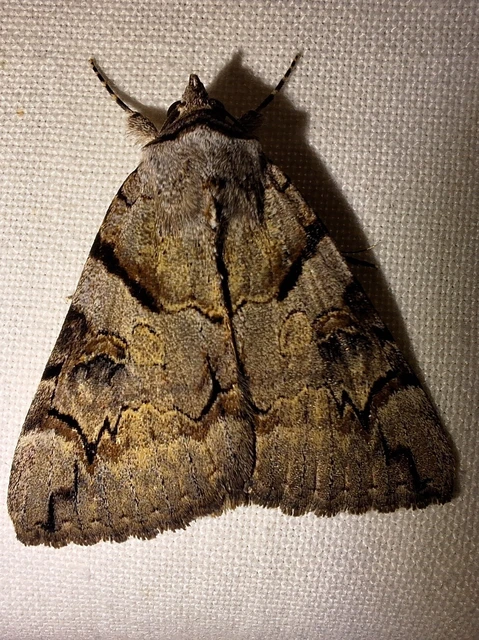Catocala hymenaea - kökény-övesbagoly